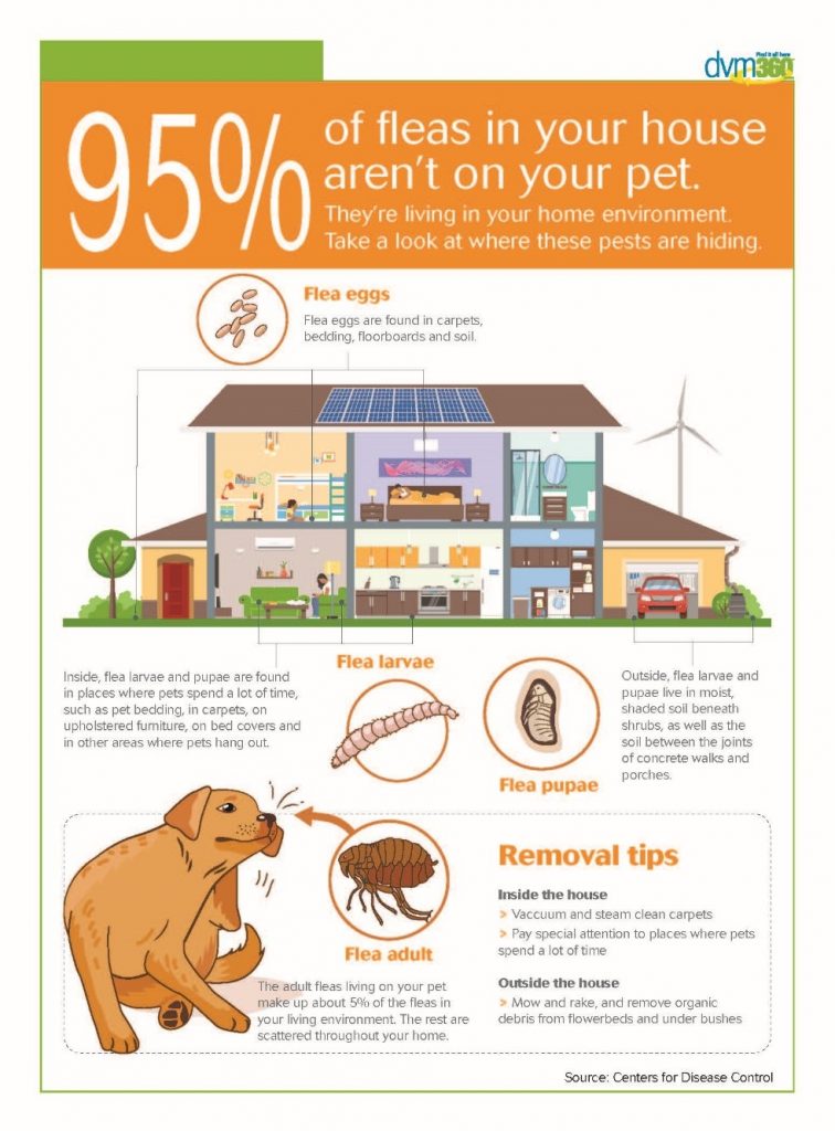 95% of Fleas In Your House Aren't On Your Pet - Martinez Animal Hospital
